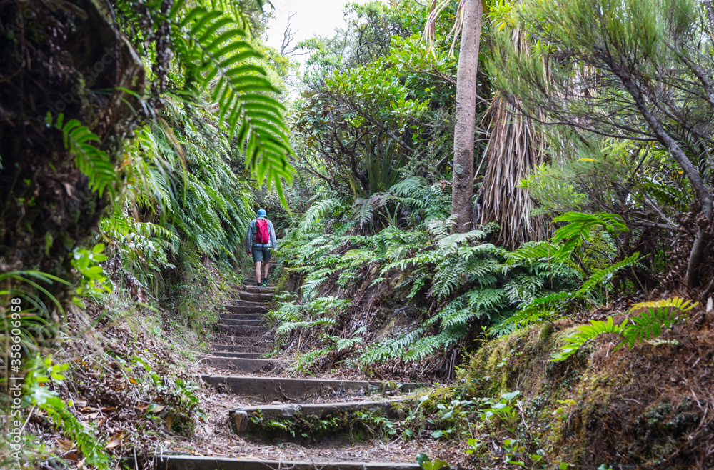 Wall mural new zealand forest