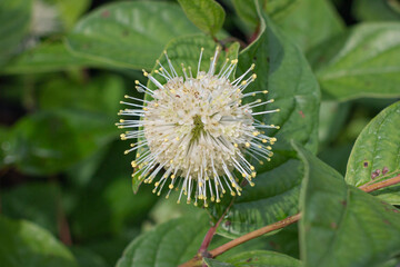 Buttonbush