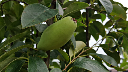 모과나무에 열린 모과 열매