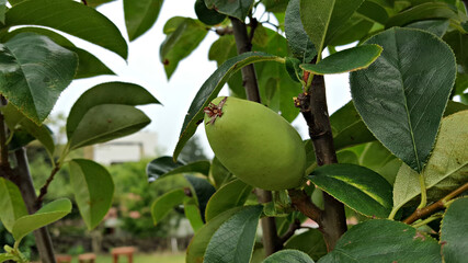 모과나무에 열린 모과 열매
