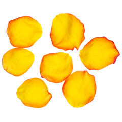 Yellow rose petals on white background isolation, top view