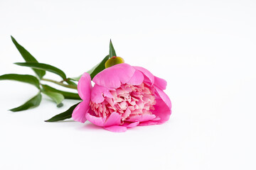 Pink peony on a white background