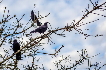 Crows in a tree