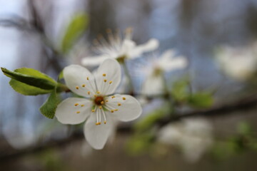 cherry blossom in spring