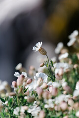Silene vulgaris Leimkraut Isle of May Scotland Coast Flora