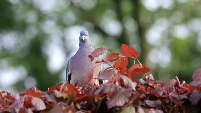 Pigeon on beech hedge looking
 
