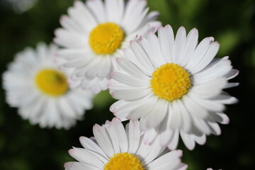 Fototapeta premium daisy in the garden