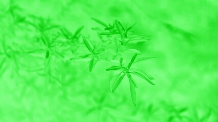 Bright green blurred abstract background, leaves pattern, panoramic format