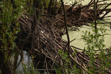 green swamp and beaver dam in the forest