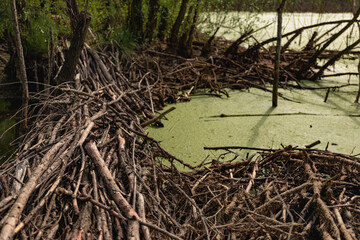 green swamp and beaver dam in the forest