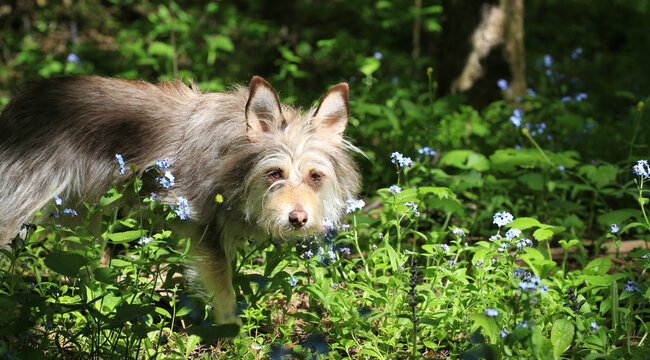 Portrait of a cute fluffy dog in the summer in the forest