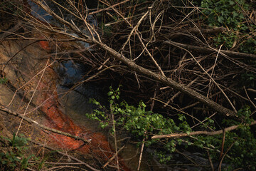 beaver dam in a ravine with a swamp in the forest