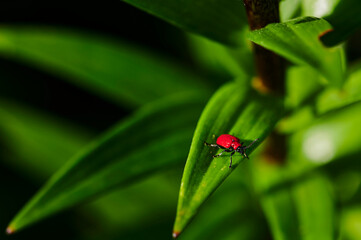 Macro shot of a red lily beetle (Lilioceris lilii) on a leaf.