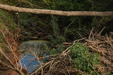 beaver dam in a ravine with a swamp in the forest