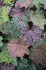 Closeup of purple leaves in a public garden
