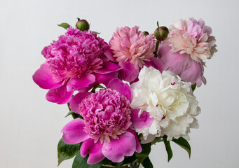bouquet of pink and white peonies flowers blooming
