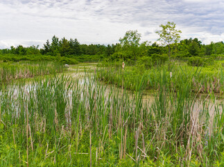Fototapeta na wymiar wetland landscape in Vermont, USA 