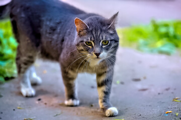 white and gray stray cat