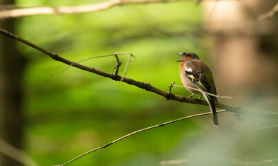 bird, natur, wild lebende tiere, tier, ast, baum, wild, bird, green, gering, schnabel, feather