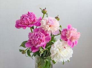 bouquet of pink and white peonies blooming