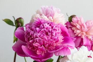 Pink peony flower blooming close-up