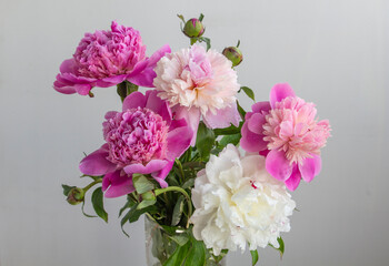 bouquet of pink and white peonies blooming