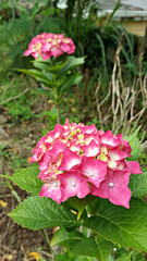 한국 제주도에 핀 수국꽃