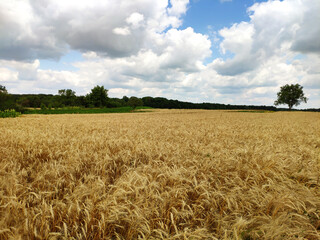 Beautiful summer landscape. Harvesting outdoors. Wheat field in the countryside.