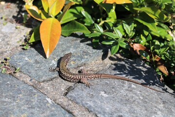 Obraz premium Lézard des murailles