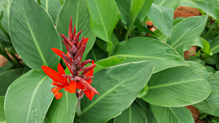 붉은색 칸나 꽃