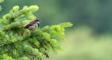 bird, natur, spatz, robin, wild lebende tiere, green, ast, baum, tier, 