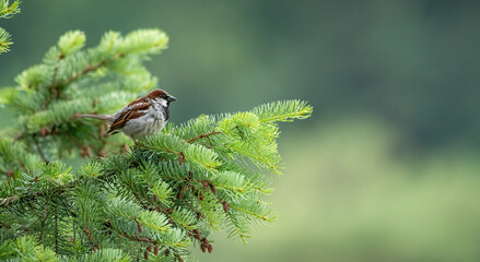 bird, natur, spatz, robin, wild lebende tiere, green, ast, baum, tier, 