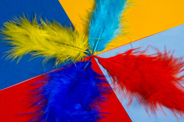 multi colored decorative feathers. 