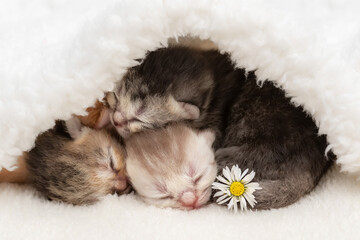Cute newborn kittens sleeping together