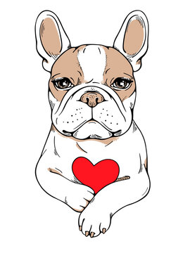 Cute cartoon  french bulldog with red heart. Image for Valentines day. 