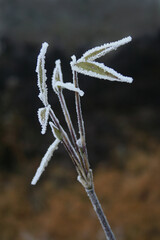 snow falls on twig and leaf