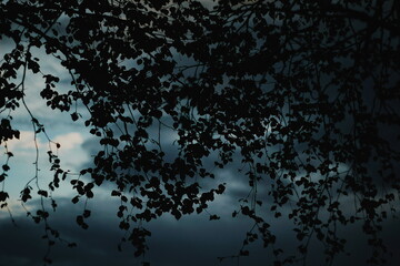 rain drops on the window