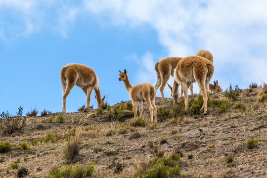 Small group of vicunas, including a young