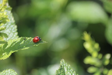 Coccinelle