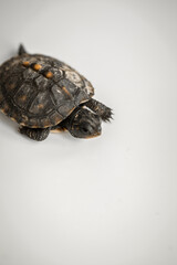 Fototapeta premium Tiny Box Turtle