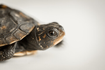 Tiny Box Turtle