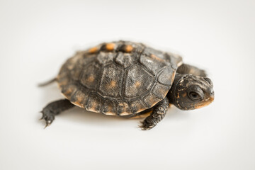 Obraz premium Tiny Box Turtle