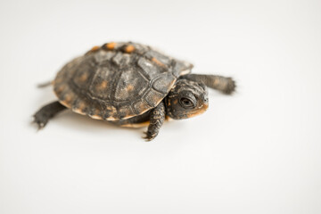 Tiny Box Turtle
