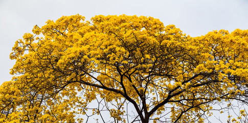 Trees of guayacán