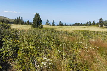 Obraz premium Autumn view of Vitosha Mountain, Sofia City Region, Bulgaria