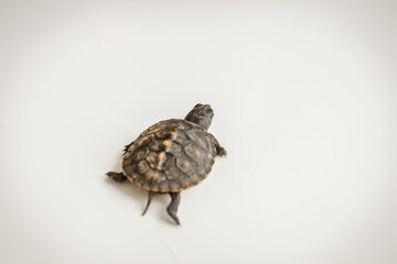 Tiny Box Turtle