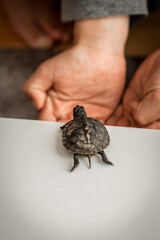 Tiny Box Turtle