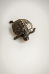 Tiny Box Turtle