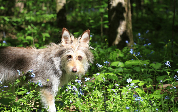 Portrait of a cute fluffy dog in the summer in the forest
