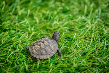 Tiny Box Turtle